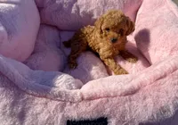 Honey, a female Maltipoo for sale in Sacramento, CA – 2 of 2