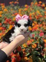 Cruella, a female Maltipoo for sale in Sacramento, CA – 2 of 4