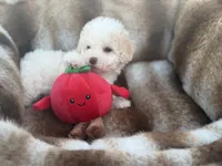 Theodore, a male Maltipoo for sale in Sacramento, CA – 3 of 4