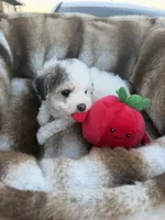 Enzo, a male Maltipoo for sale in Sacramento, CA – 2 of 3