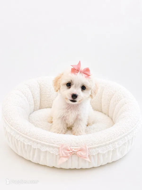 Lila – Maltipoo puppy for sale in Sacramento, CA