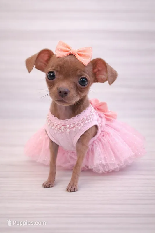 Bambi – Chihuahua puppy for sale in Sacramento, CA