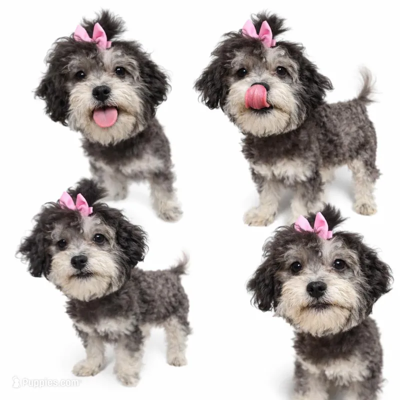 Dior – Shihpoo puppy for sale in Sacramento, CA