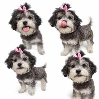 Dior, a female Shihpoo for sale in Sacramento, CA – 1 of 2