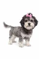Dior, a female Shihpoo for sale in Sacramento, CA – 2 of 2