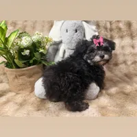 Dior, a female Shihpoo for sale in Sacramento, CA – Photo 1 of 2