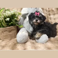 Dior, a female Shihpoo for sale in Sacramento, CA – Photo 2 of 2