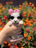 Cruella, a female Maltipoo for sale in Sacramento, CA – 3 of 4