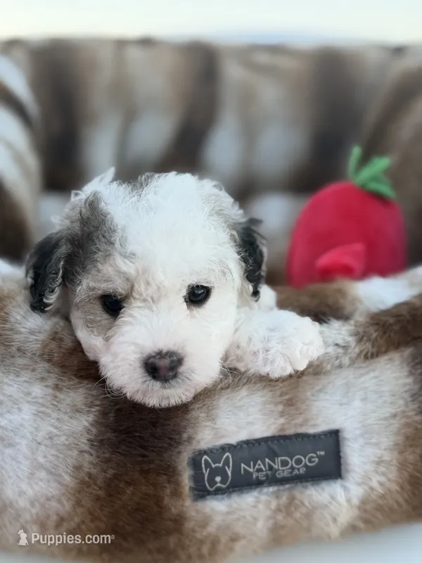 Enzo – Maltipoo puppy for sale in Sacramento, CA