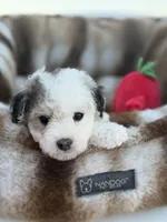 Enzo, a male Maltipoo for sale in Sacramento, CA – 1 of 3