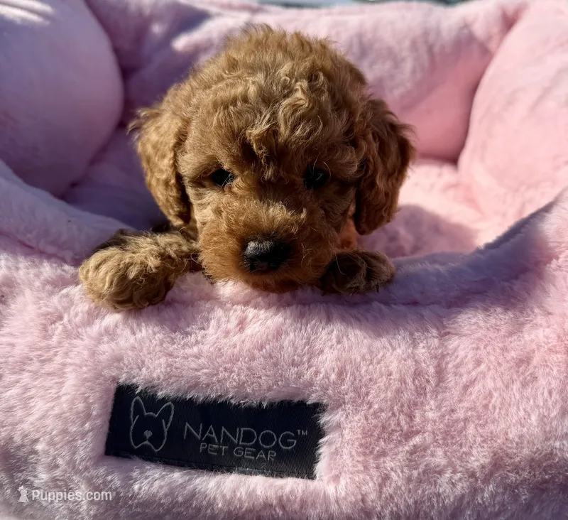 Penny – Maltipoo puppy for sale in Sacramento, CA