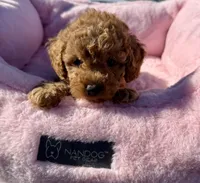 Penny, a female Maltipoo for sale in Sacramento, CA – 1 of 3