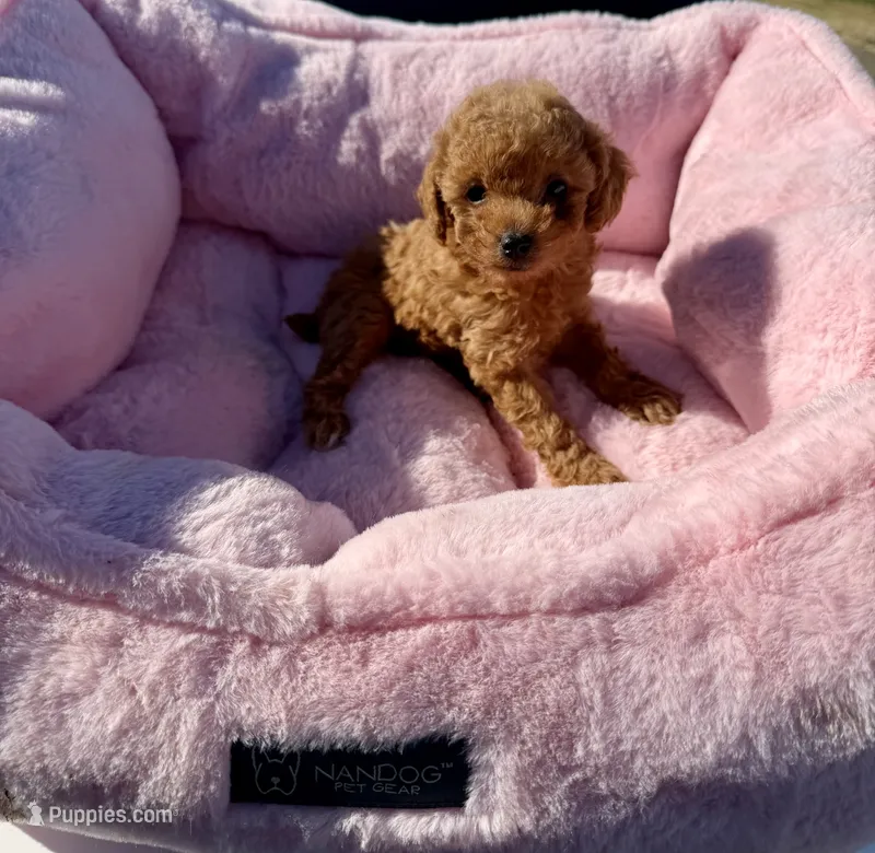 Honey – Maltipoo puppy for sale in Sacramento, CA