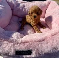 Honey, a female Maltipoo for sale in Sacramento, CA – 1 of 2