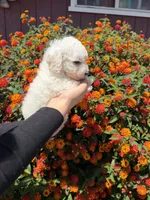 Finn, a male Maltipoo for sale in Sacramento, CA – 2 of 2