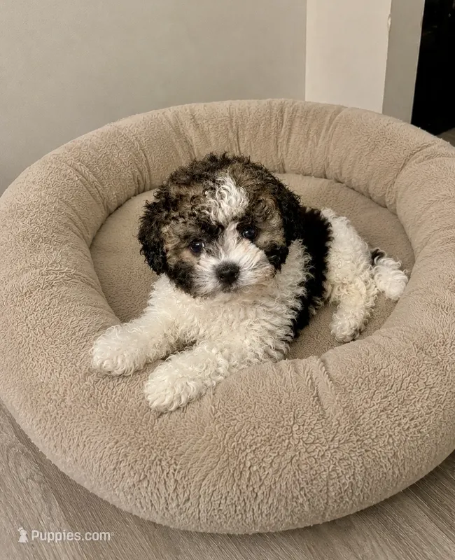 Murphy – Maltipoo puppy for sale in Sacramento, CA