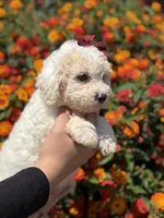 Darla, a female Maltipoo for sale in Sacramento, CA – 2 of 3