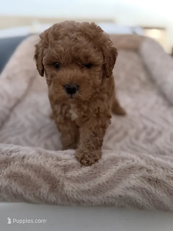 Cartier – Maltipoo puppy for sale in Sacramento, CA