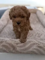 Cartier, a male Maltipoo for sale in Sacramento, CA – 1 of 1