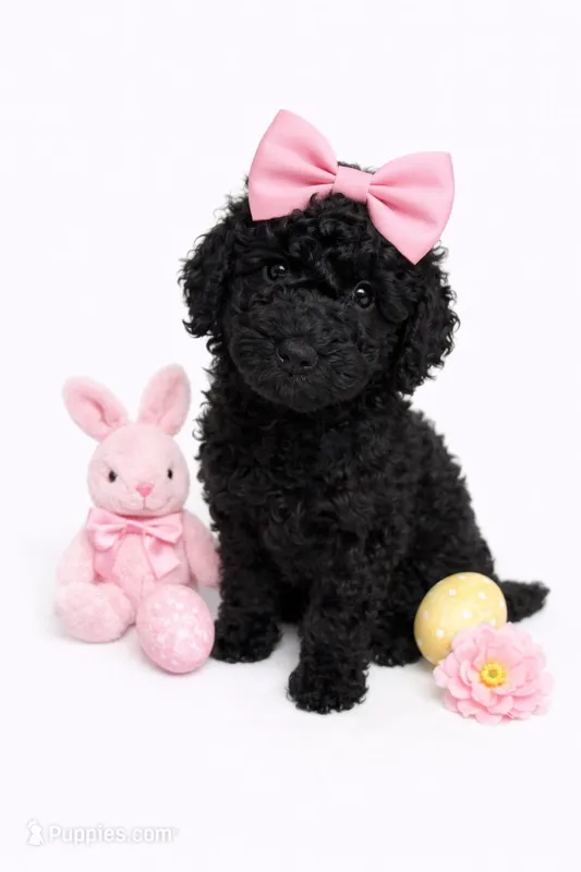 Valentina – Goldendoodle puppy for sale in Sacramento, CA