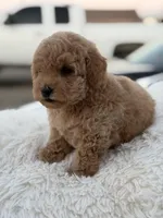 Teddy, a male Maltipoo for sale in Sacramento, CA – Photo 2 of 3