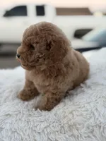 Teddy, a male Maltipoo for sale in Sacramento, CA – Photo 3 of 3