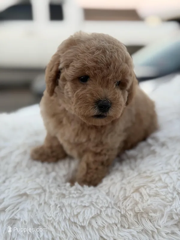 Teddy – Maltipoo puppy for sale in Sacramento, CA