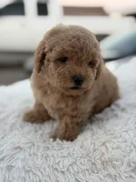 Teddy, a male Maltipoo for sale in Sacramento, CA – Photo 1 of 3