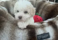 Theodore, a male Maltipoo for sale in Sacramento, CA – 2 of 4