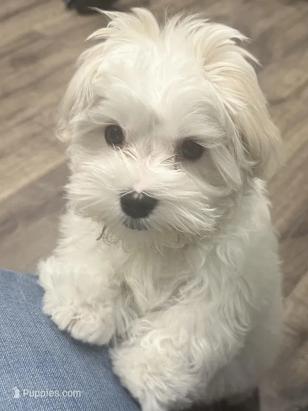 Milo – Maltese puppy for sale in Jacksonville, NC