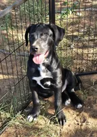 River, a female Great Dane for sale in Chandler, OK – 3 of 5