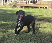 River, a female Great Dane for sale in Chandler, OK – 5 of 5