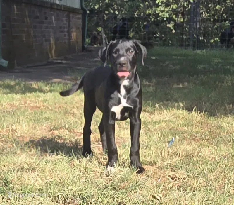 River – Great Dane puppy for sale in Chandler, OK
