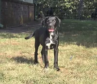 River, a female Great Dane for sale in Chandler, OK – 1 of 5