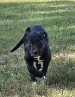 River, a female Great Dane for sale in Chandler, OK – 2 of 5
