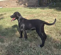 River, a female Great Dane for sale in Chandler, OK – 4 of 5