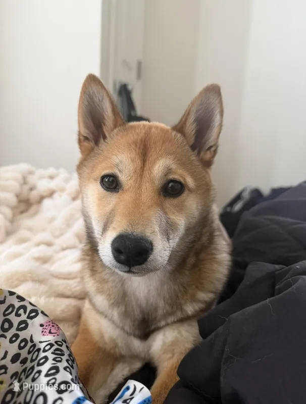 Cloud – Shiba Inu puppy for sale in Atlantic City, NJ