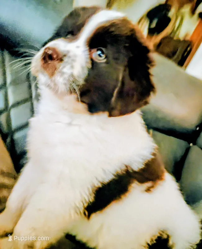 Penelope  – Newfoundland puppy for sale in Chico, CA
