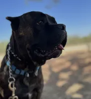Diablo, a male Cane Corso for sale in Anson, TX – 2 of 2