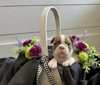 Mogwart AKC, a male Boston Terrier for sale in Anson, TX – Photo 5 of 5