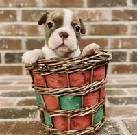 Mogwart AKC, a male Boston Terrier for sale in Anson, TX – Photo 3 of 5