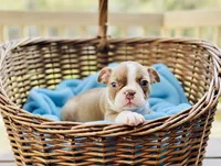 Mogwart AKC, a male Boston Terrier for sale in Anson, TX – Photo 1 of 5