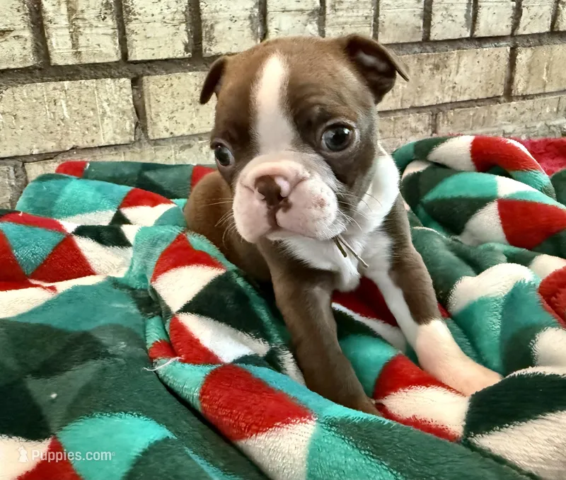 Mochi – Boston Terrier puppy for sale in Anson, TX