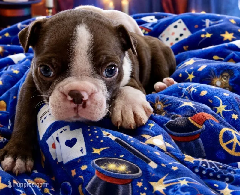 Mochi – Boston Terrier puppy for sale in Anson, TX