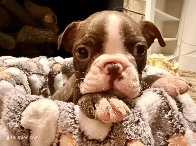 Mochi – Boston Terrier puppy for sale in Anson, TX