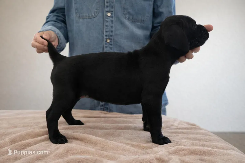 Puppy 4-Red G – Cane Corso puppy for sale in Anson, TX