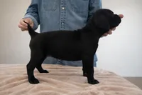 Black beauty , a female Cane Corso for sale in Anson, TX – Photo 1 of 8