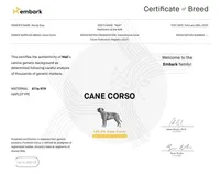 Black beauty , a female Cane Corso for sale in Anson, TX – Photo 8 of 8