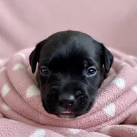 Puppy 4-Red G, a female Cane Corso for sale in Anson, TX – Photo 3 of 3