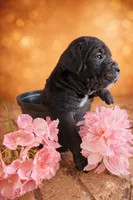 Puppy 4-Red G, a female Cane Corso for sale in Anson, TX – Photo 1 of 3